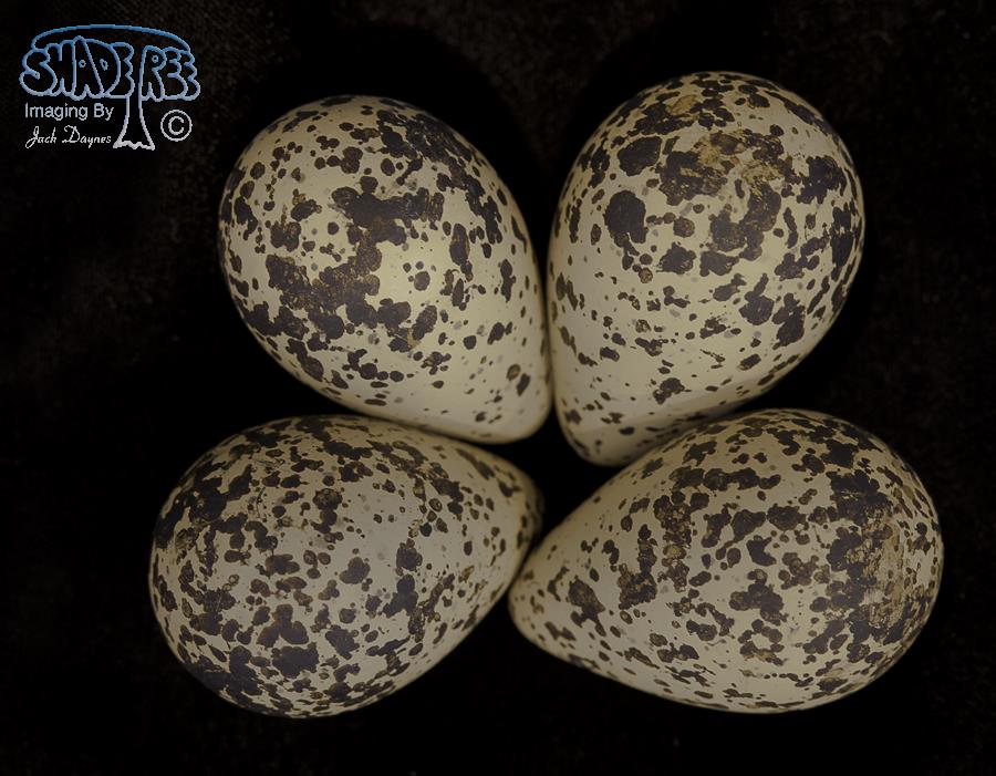 Black-bellied Plover - Pluvialis squatarola