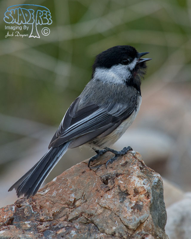 Black-Capped Chickadee - Poecile atricapillus