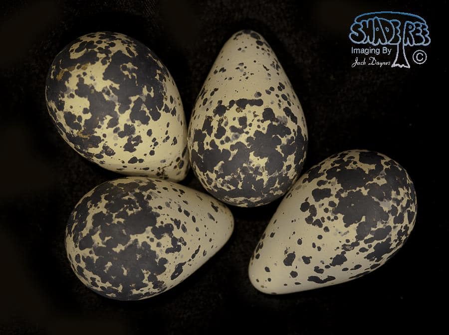 Black-bellied Plover - Pluvialis squatarola