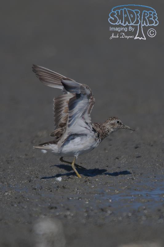 Least Sandpiper - Calidris minutilla
