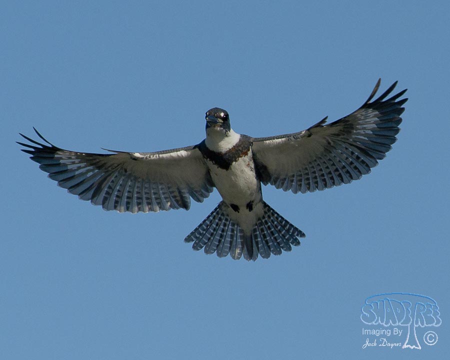 Belted Kingfisher - Ceryle alcyon