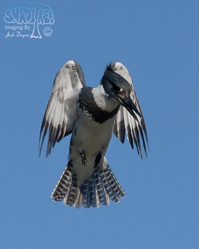 Belted Kingfisher - Ceryle alcyon