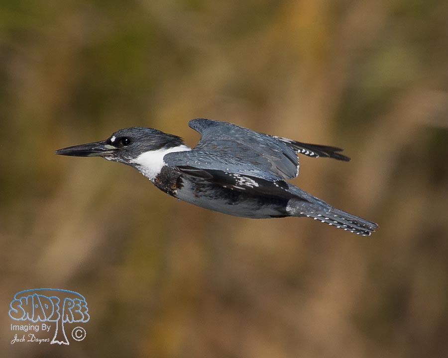 Belted Kingfisher - Ceryle alcyon