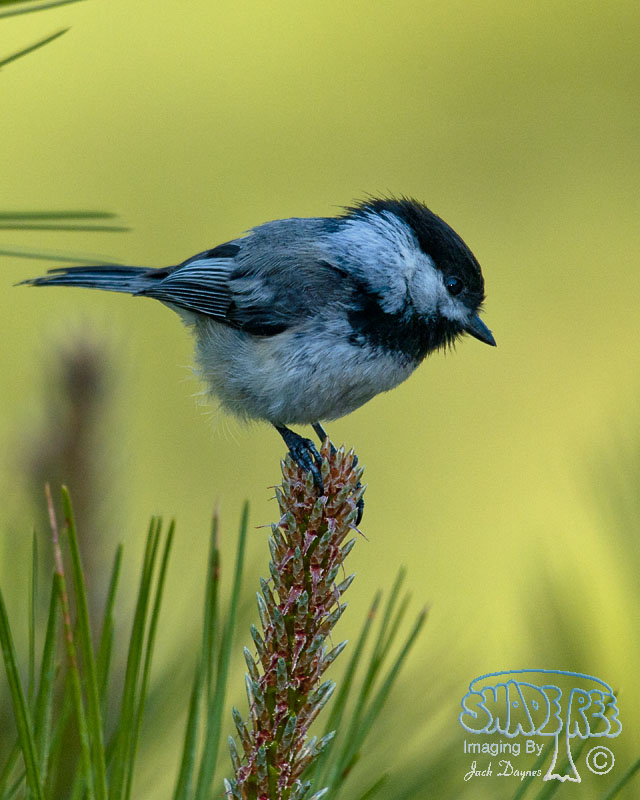 Black-Capped Chickadee - Poecile atricapillus