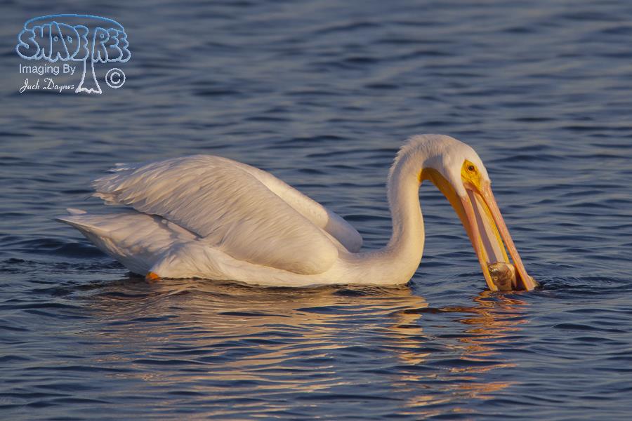 American White Pelican - Pelecanus erythrorhynchos