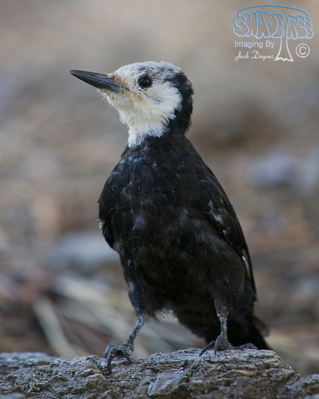 White-Headed Woodpecker - Leuconotopicus albolarvatus