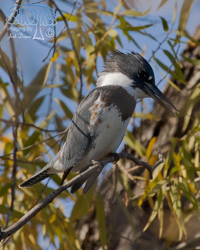 Belted Kingfisher - Ceryle alcyon