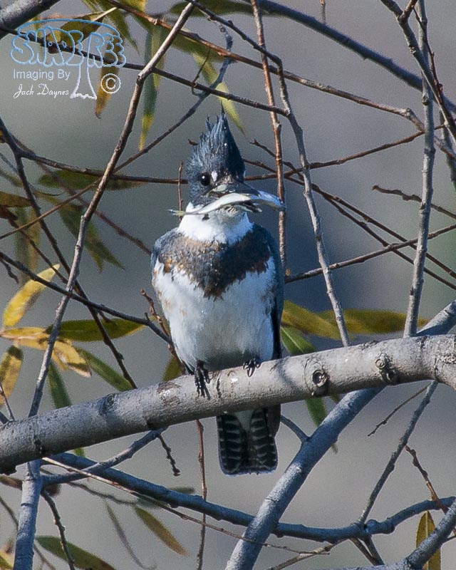 Belted Kingfisher - Ceryle alcyon