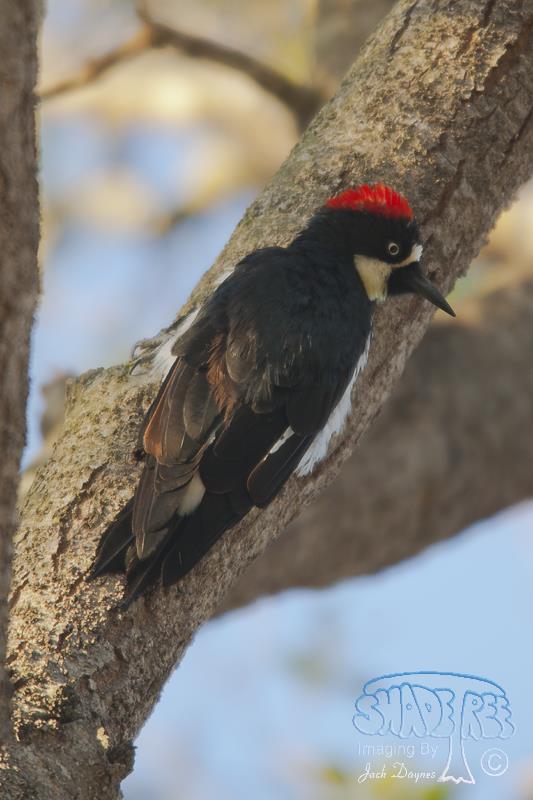 Acorn Woodpecker - Melanerpes formicivorus