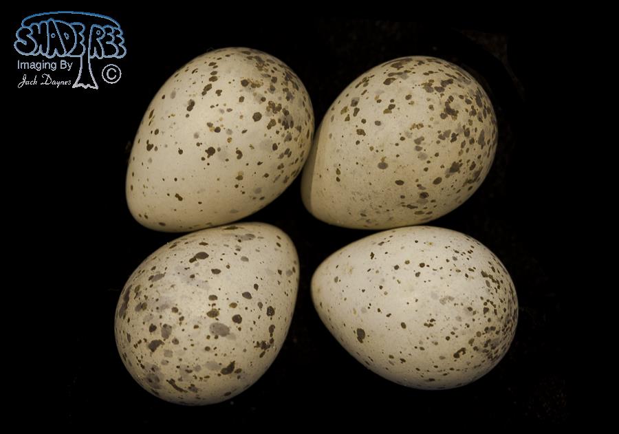 Upland Sandpiper - Bartramia longicauda