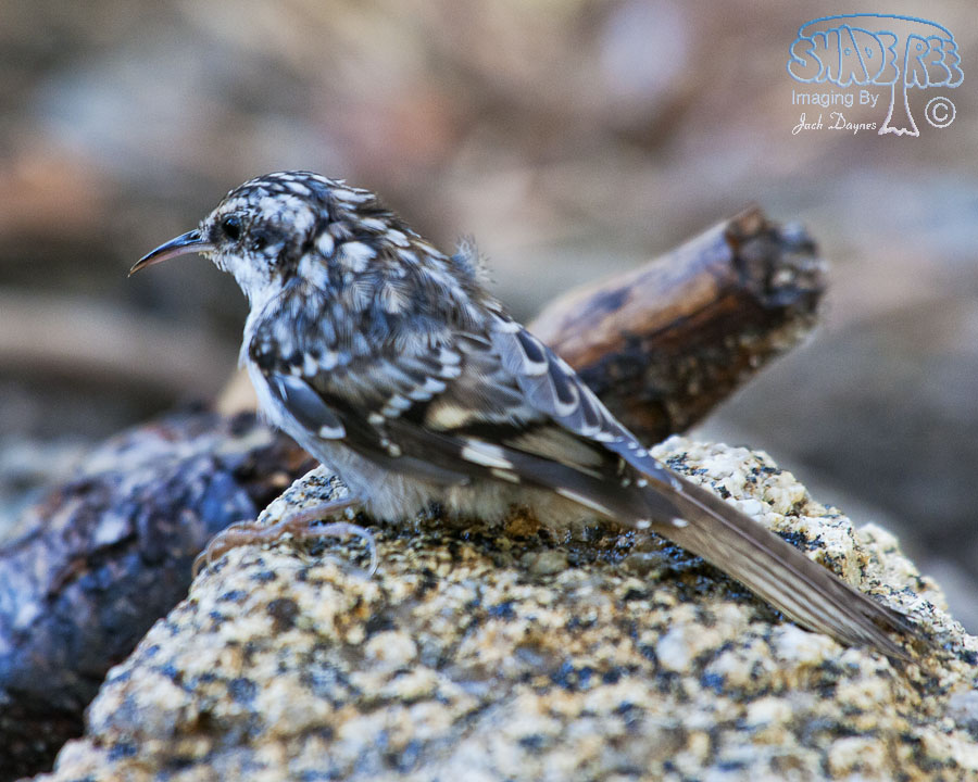 Brown Creeper - Certhia americana