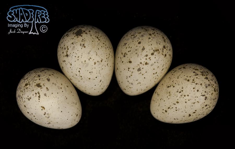 Upland Sandpiper - Bartramia longicauda