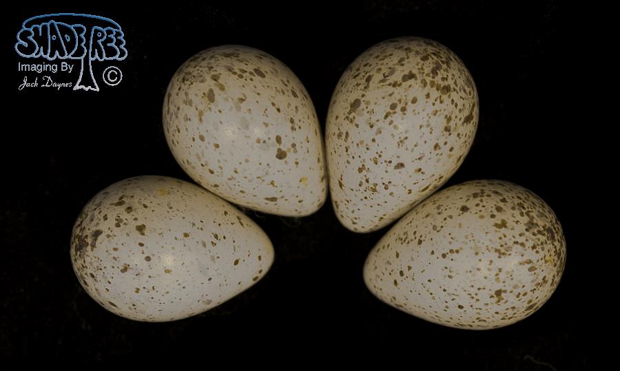 Upland Sandpiper - Bartramia longicauda