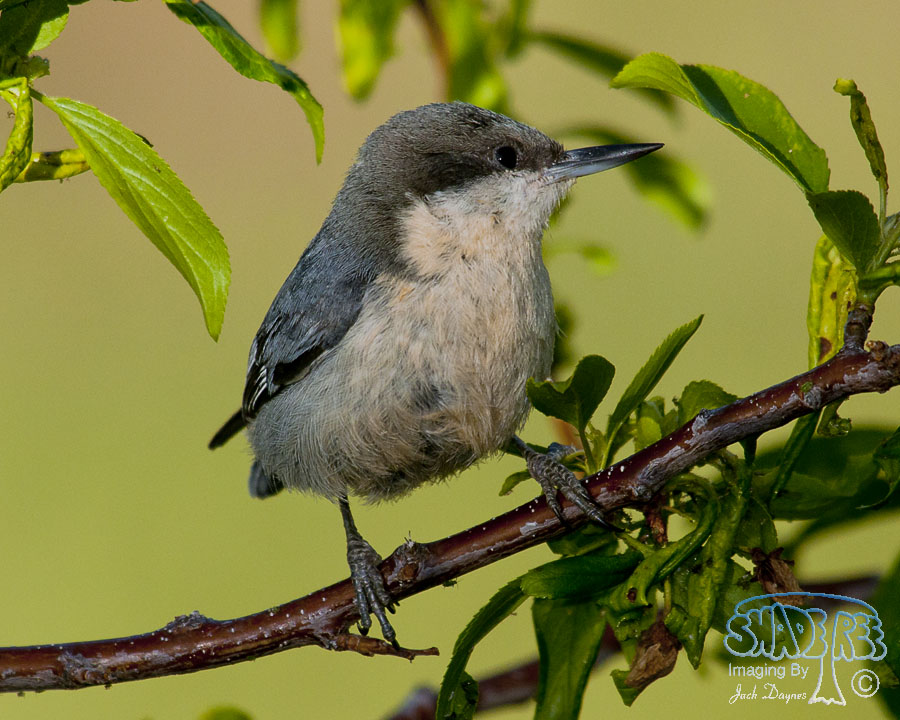Pygmy Nuthatch - Sitta pygmaea