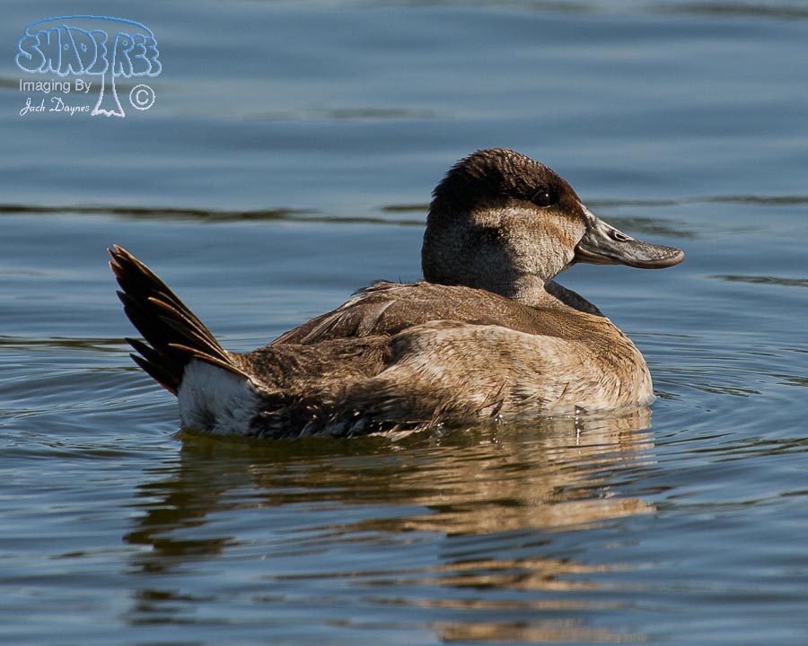 Ruddy Duck - Oxyura jamaicensis