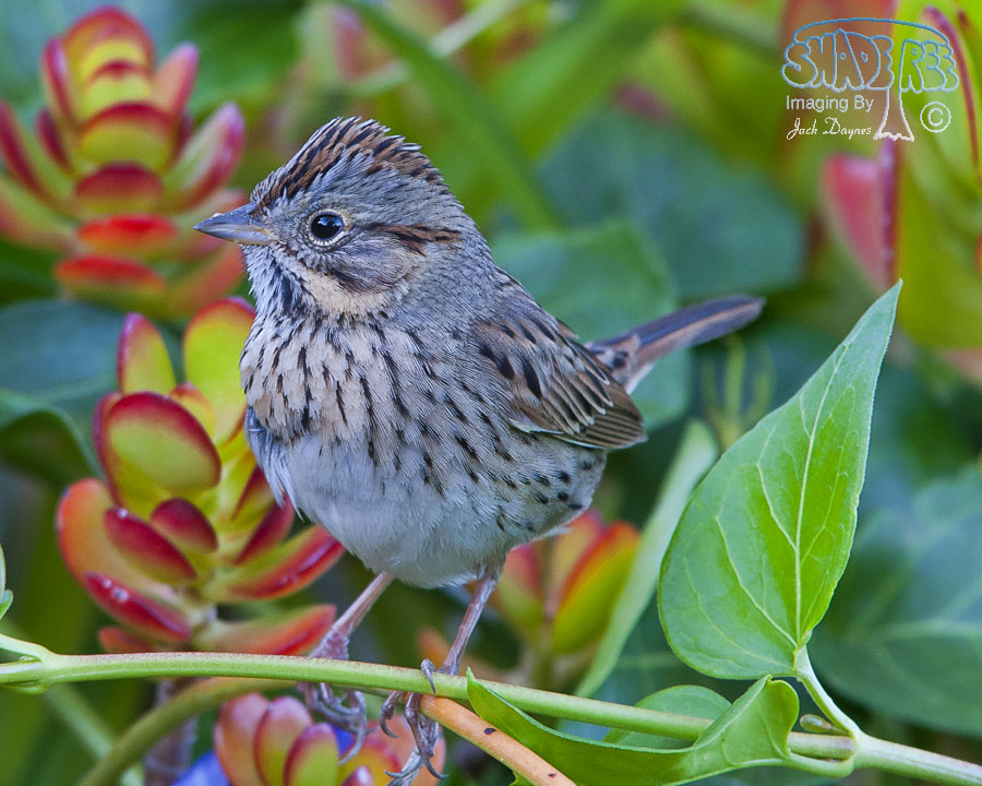 Lincoln's Sparrow - Melospiza lincolnii
