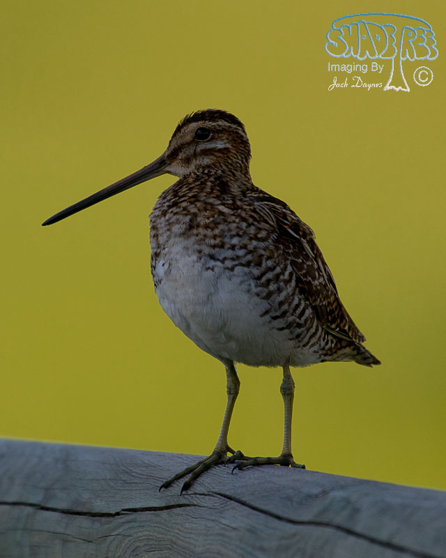 Wilson's Snipe - Gallinago delicata