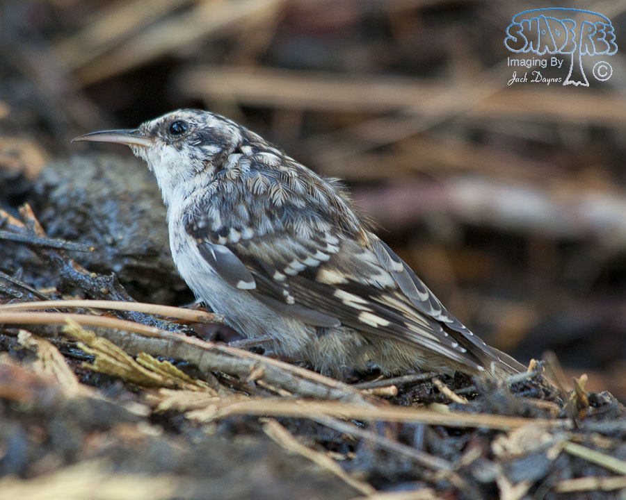 Brown Creeper - Certhia americana