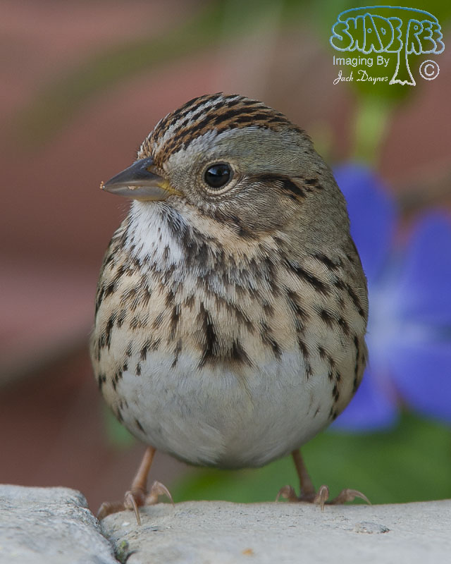 Lincoln's Sparrow - Melospiza lincolnii