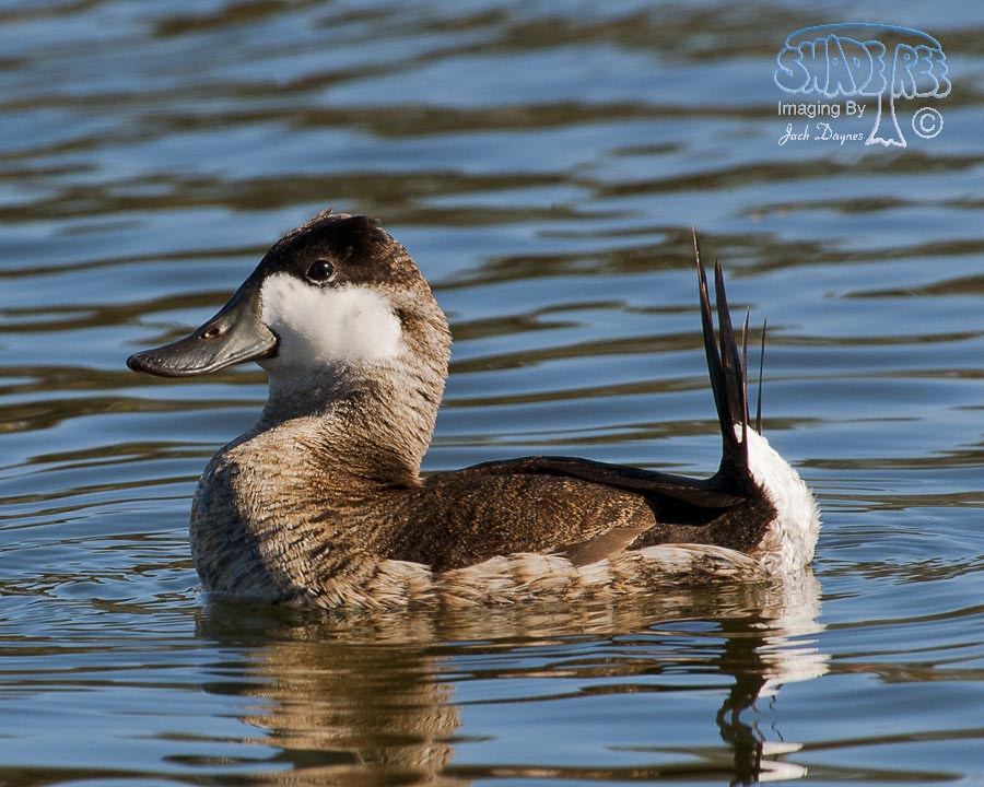 Ruddy Duck - Oxyura jamaicensis