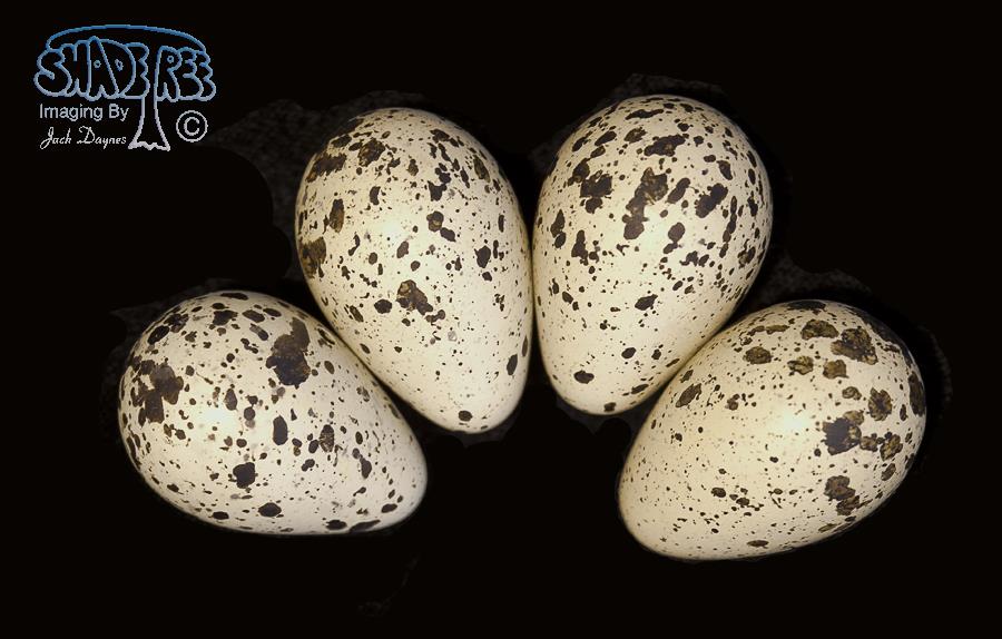 Spotted Sandpiper - Tringa macularia