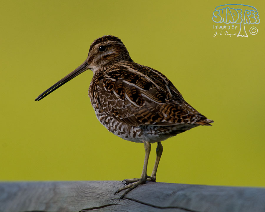 Wilson's Snipe - Gallinago delicata