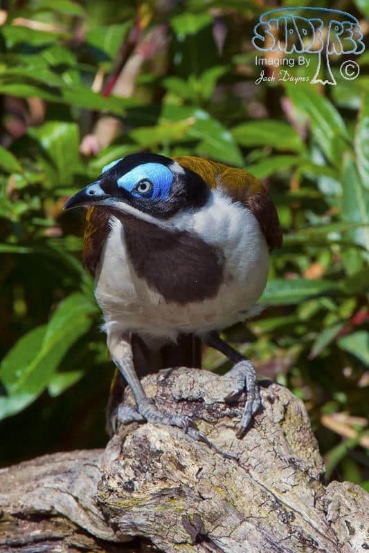 Blue-Faced Honeyeater - Entomyzon cyanotis