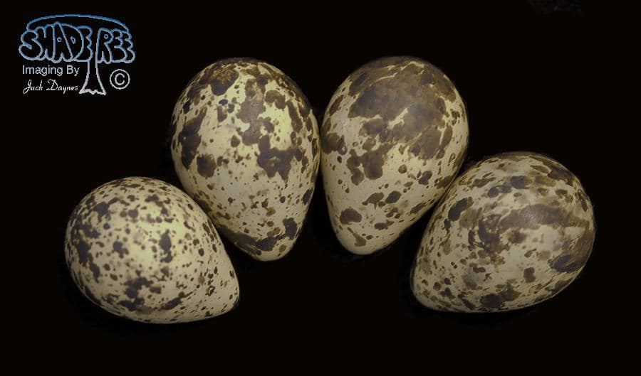 Museum Eggs (Red Phalarope) - Phalaropus fulicarius
