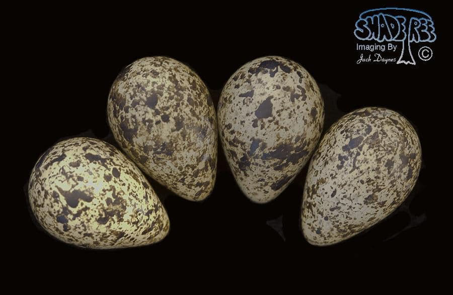 Museum Eggs (Red Phalarope) - Phalaropus fulicarius