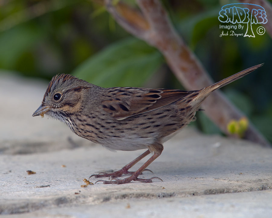 Lincoln's Sparrow - Melospiza lincolnii