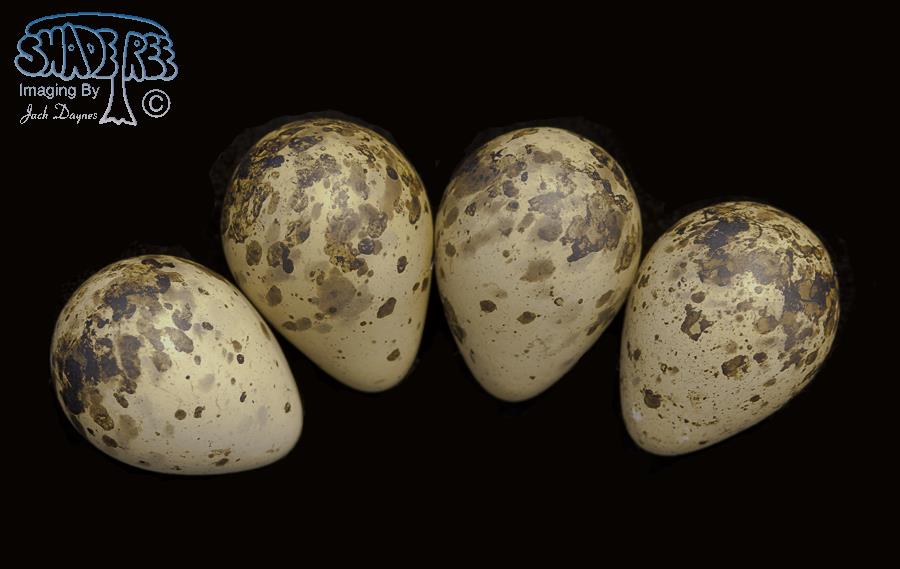Wilson's Snipe - Gallinago delicata