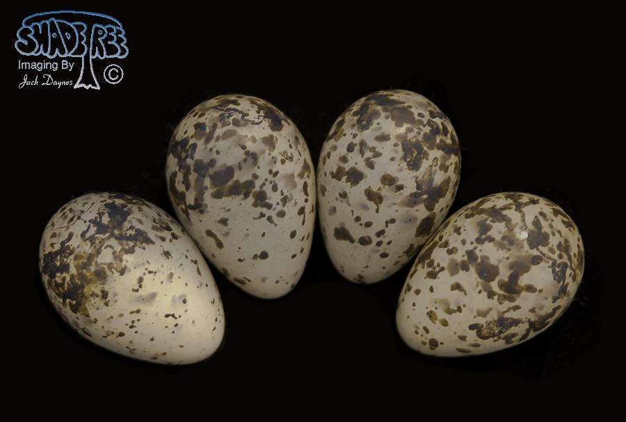 Wilson's Snipe - Gallinago delicata