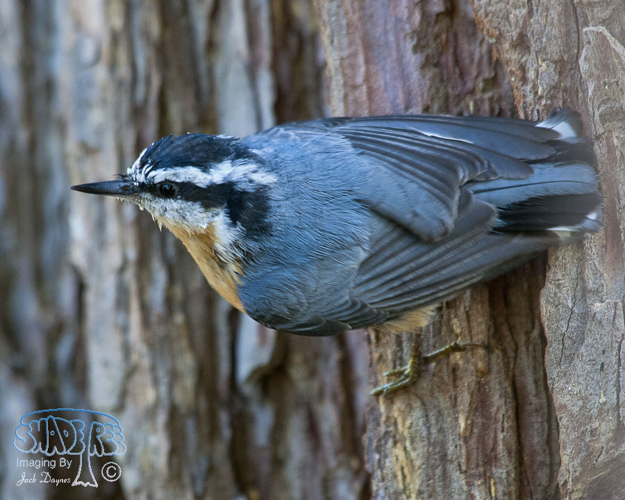 Red-Breasted Nuthatch - Sitta canadensis
