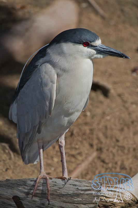 Black-Crowned Night-Heron - Nycticorax nycticorax