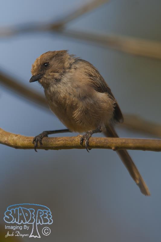 Bushtit - Psaltriparus minimus