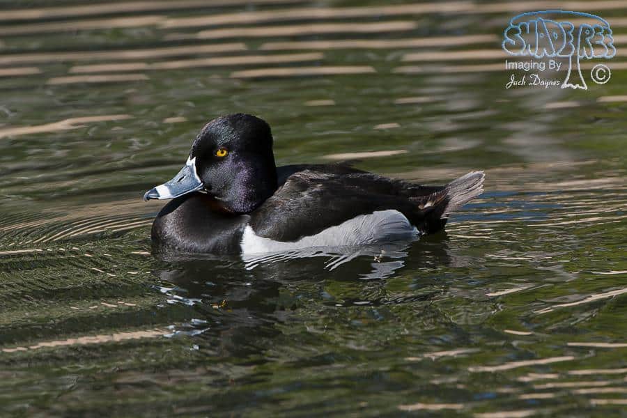 Ring-Necked Duck - Aythya collaris