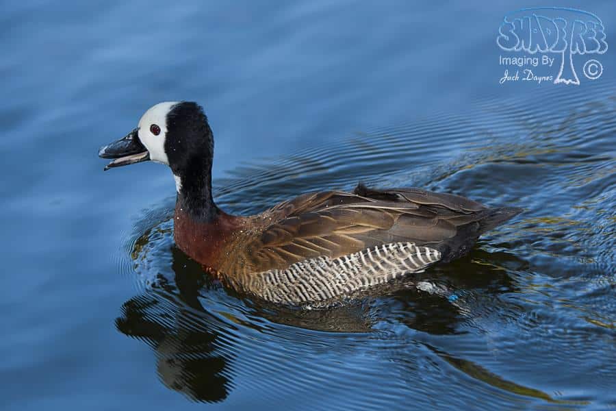 White-Faced Whistling Duck - Dendrocygna viduata