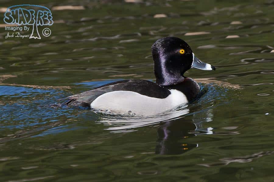 Ring-Necked Duck - Aythya collaris