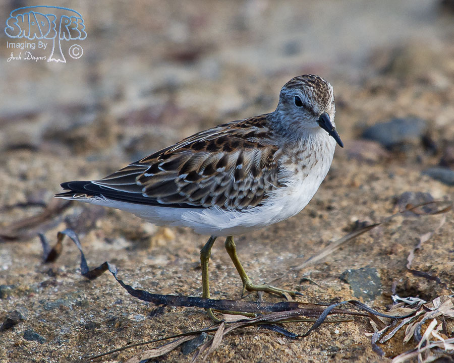 Least Sandpiper - Calidris minutilla