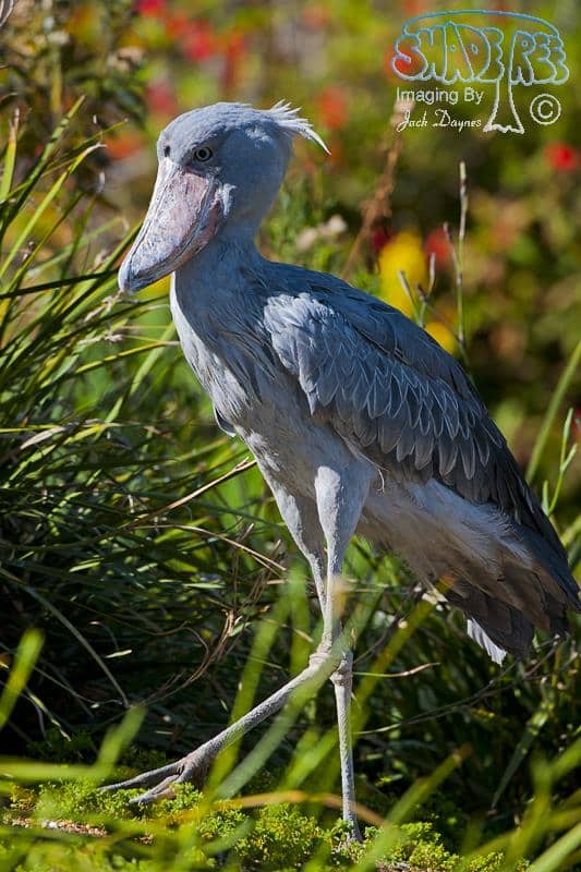 Shoe-Billed Stork - Balaeniceps rex