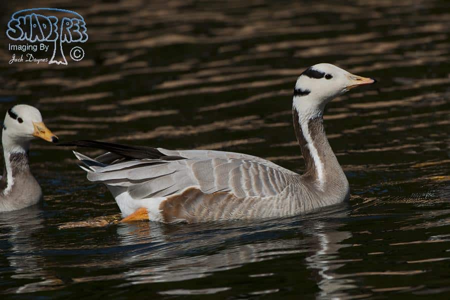 Bar-Headed Goose - Anser indicus