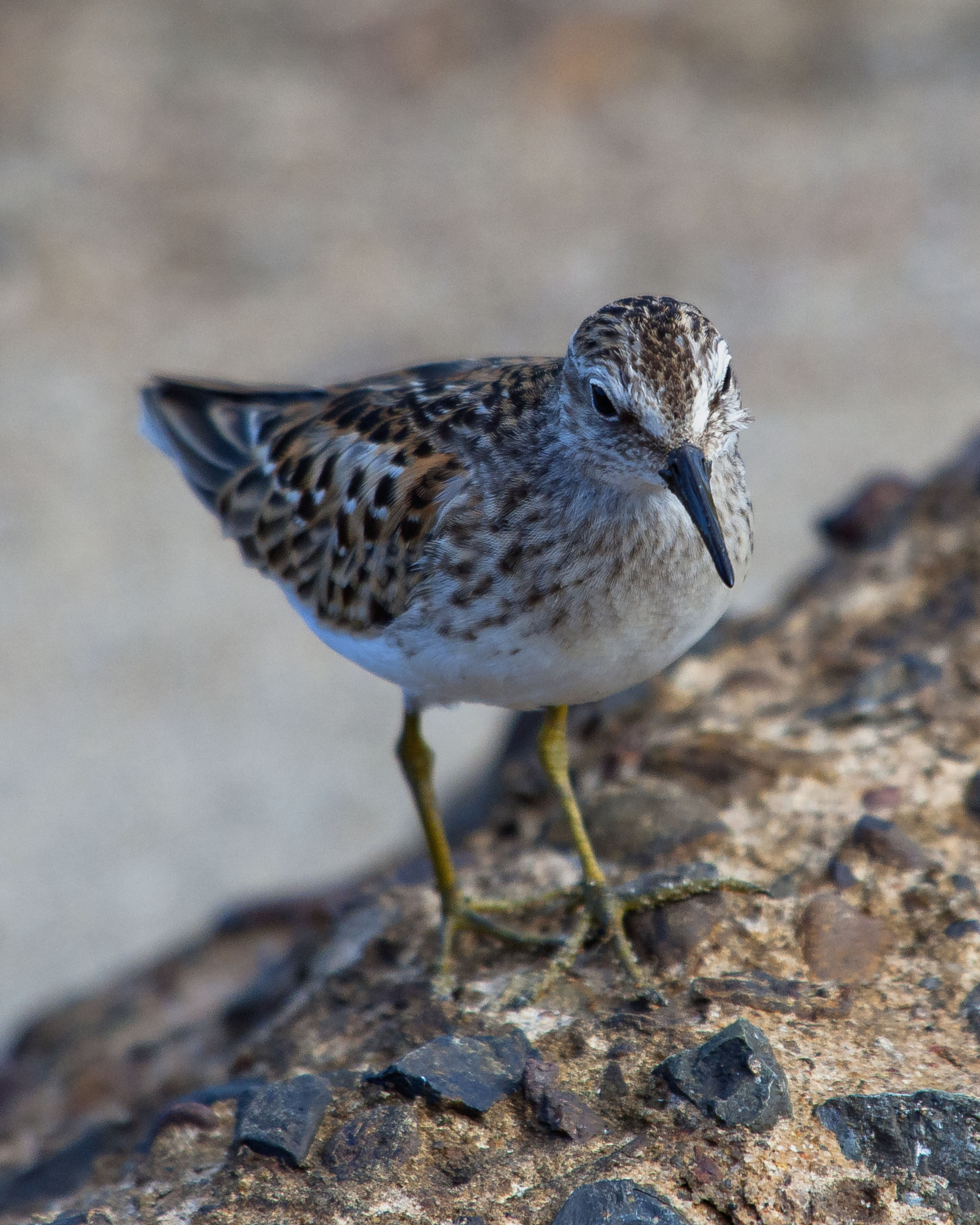 Least Sandpiper - Calidris minutilla