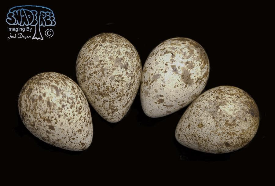 Baird's Sandpiper - Calidris bairdii