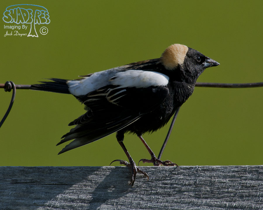 Bobolink - Dolichonyx oryzivorus