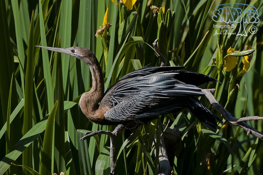 African Darter - Anhinga rufa