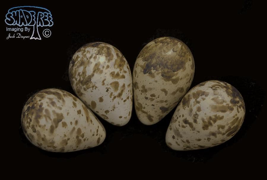 Dunlin - Calidris alpina