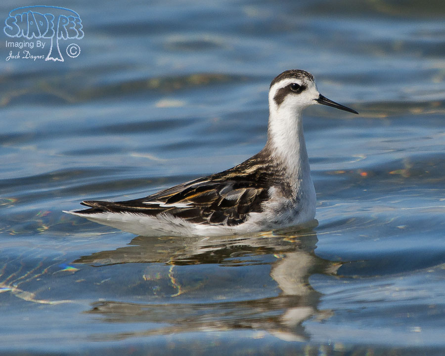 Red-Necked Phalarope - Phalaropus lobatus