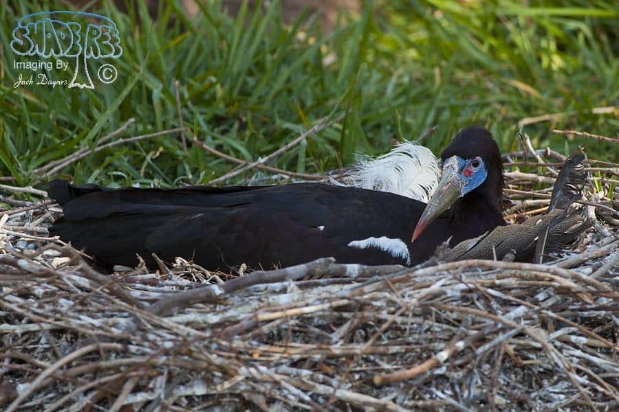 Abdim's Stork - Ciconia abdimii