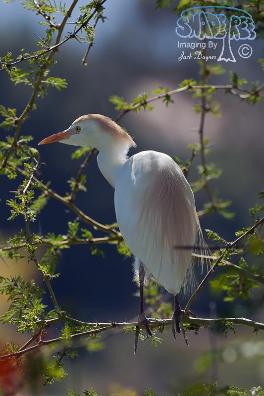 Cattle Egret - Bubulcus ibis