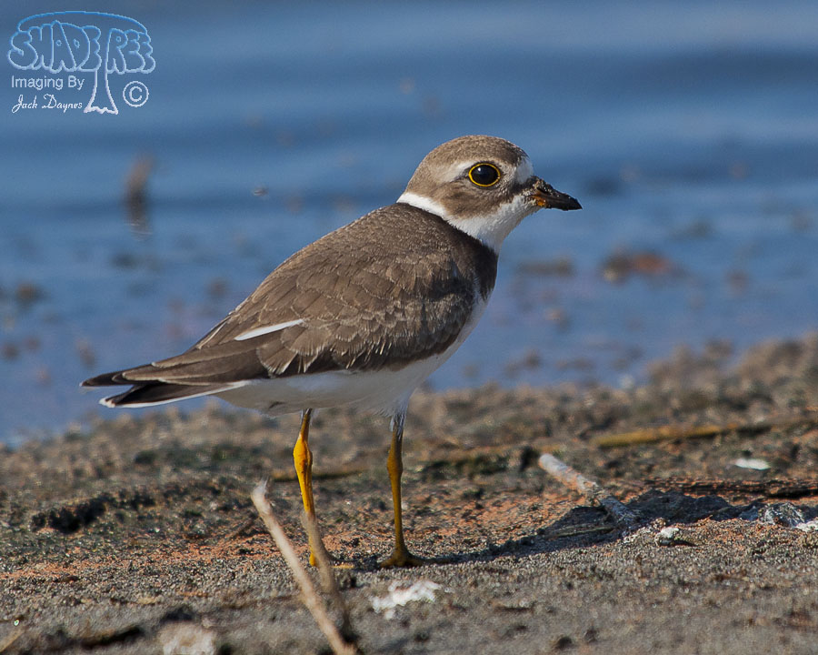 Semipalmated Plover - Charadrius semipalmatus